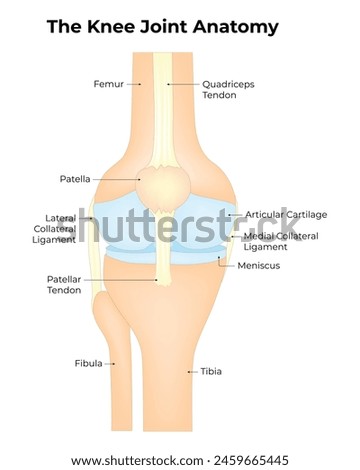 The Knee Joint Anatomy Science Design Vector Illustration Diagram