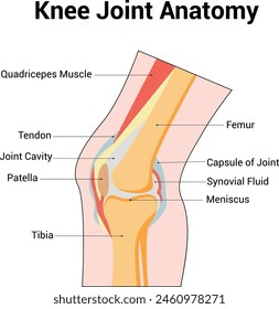 Knee Joint Anatomy Science Diagram vector illustration