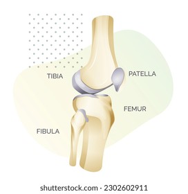 Knee Joint Anatomy - Side View - Illustration as EPS 10 File