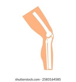 Knee Joint Anatomy Vector Illustration 