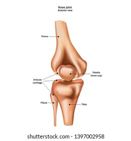 Knee joint bones with the name and description of all sites. Anterior view. Human anatomy. Vector illustration isolated on a white background.