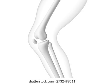 Knee joint bones in the transparent human body. Educational medical illustration of leg bones and knee. Biological and medical concept. Vector illustration