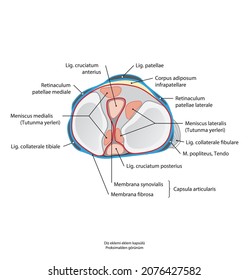 Knee Joint Capsule. Proximal View. - Synovial Bursa Of The Human Knee.