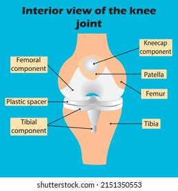 The knee joint consists of two joints: a joint between the thigh bone and the tibia, and a joint between the thigh bone and the patella. Scientific anatomy of the knee joint.vector illustration.