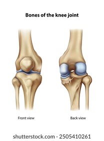 Knee joint. Isolated vector illustration