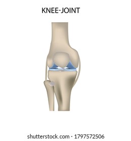 Ilustración médica de vector realista de Knee