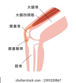 Knee joint section illustration (japanese).
translation: femur,patella,tibia,patellar tendon,quadriceps muscle.