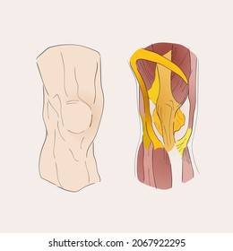 knee muscles, knee anatomy, knee area