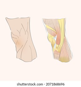 Knee muscles. The image shows the mass of the knee muscles in the groin.