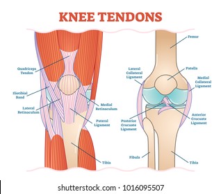 Knee Tendons medical vector illustration scheme, anatomical diagram. Educational information. 