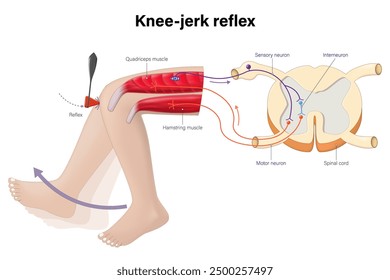 Der Reflexvektor des Kniegelenks. Die Reflexwirkung des Beins ist mit einer unwillkürlichen Reaktion verbunden. Sensorisches Neuron, motorisches Neuron und Interneuron.