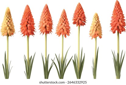 Kniphofia uvaria torch lily red hot poker isolated cutout, exotic flower bloom garden tropical plant, ornamental flora vector illustration.