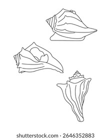 Knobbed Whelk  Knobbed Whelk  Knobbed Whelk 
