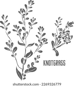 Silueta vectorial de césped de nubes. contorno de hierbas medicinales poligoni avicularis herba. Silhouette de plantas de Knotgrass para productos farmacéuticos y cocción. Un conjunto de contornos de hierba de Knotgrass.
