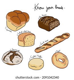 Know your breads chart vector illustration