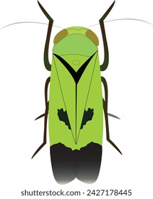 Known as 'green leafhoppers' of paddy and N. virescens to be the most important Asian pest species in this genus: as vectors of viruses, such as tungro disease in rice.