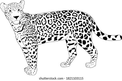 
Yaguareté, also known as jaguar or yaguar, lives in the provinces of Misiones, Formosa, Chaco and Jujuy, in Argentina