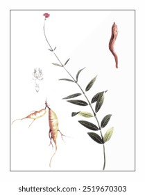 Knoxia valerianoides Thorel, hand-painted floral and botanical painting, hand-painted herbal painting, natural herbs.