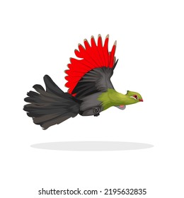 Ilustración del vector del ave Knysna Turaco