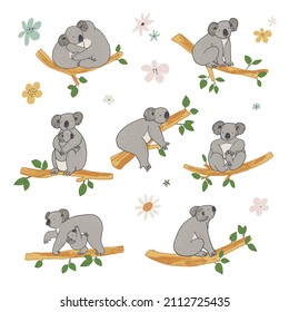 Koala animal with branches vector illustrations set