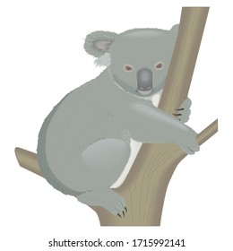 Koala Animal Cartoon Character Vector Illustration Stock Vector ...