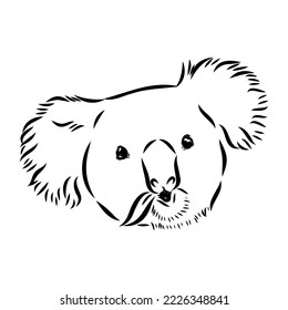 Koala bear animal on tree sketch engraving vector illustration. Scratch board style imitation. Black and white hand drawn image.