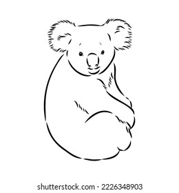 Koala bear animal on tree sketch engraving vector illustration. Scratch board style imitation. Black and white hand drawn image.