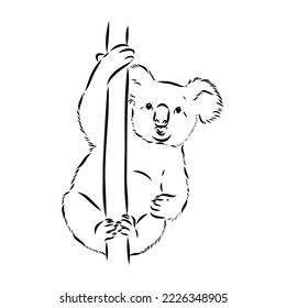 Koala bear animal on tree sketch engraving vector illustration. Scratch board style imitation. Black and white hand drawn image.