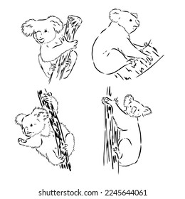 Koala bear animal on tree sketch engraving vector illustration. Scratch board style imitation. Black and white hand drawn image.