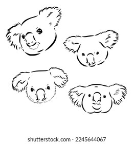 Koala bear animal on tree sketch engraving vector illustration. Scratch board style imitation. Black and white hand drawn image.