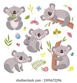 Koala bear. Australia animal, baby hugging mom. Isolated koalas on tree, flowers and nature elements. Vector exotic cuddly characters set