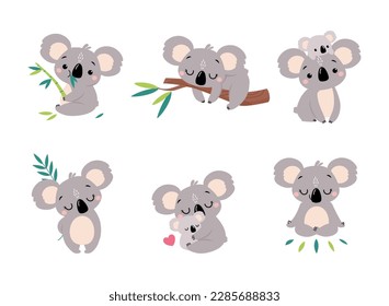 Koala Bear as Australian Animal on Eucalyptus Branch and with Baby Vector Set