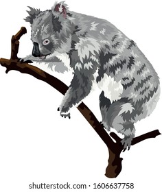 Koala Bear On Branch Isolated Vector