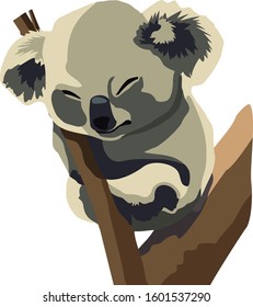 koala bear portrait on the tree  
