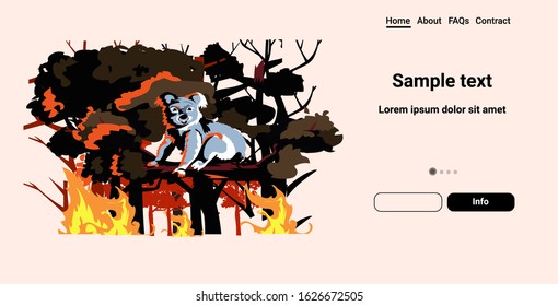 koala bear sitting on tree forest fires in australia animals dying in wildfire bushfire natural disaster concept intense orange flames horizontal copy space vector illustration