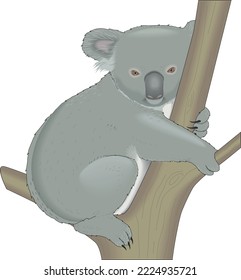 Koala Bear in Tree Vector Illustration