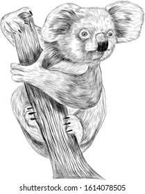 Koala bear tropical animal sitting on a tree vector black and white sketch