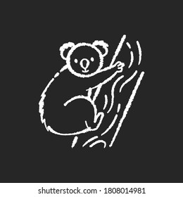 Koala chalk white icon on black background. Cute herbivore animal, australian native fauna, exotic wildlife. Adorable koala bear sitting on eucalyptus tree isolated vector chalkboard illustration
