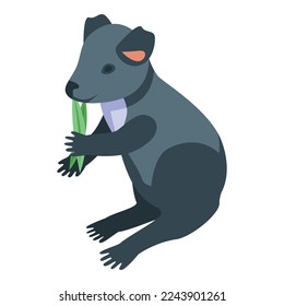 Koala eat leaf icon isometric vector. Cute bear. Animal baby