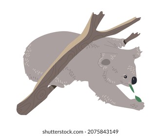 Koala comiendo pasto. Eucalipto, fauna, animal. Etiquetas y distintivos para niños. Elementos gráficos para el sitio web, zoológico. Bosque, follaje. Dibujo vectorial plano de dibujos animados aislado en fondo blanco