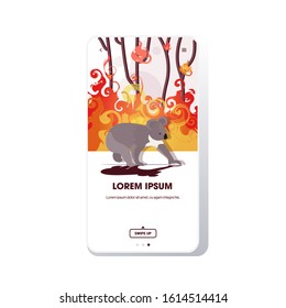 koala escaping from forest fires in australia animals dying in wildfire bushfire natural disaster concept intense orange flames smartphone screen online mobile app vector illustration