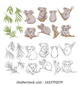 Koala and eucalyptus. Clip art, set of elements for design. Vector illustration..