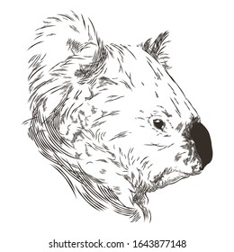 Koala Gesicht, Vektorillustration Illustration, Vintage Style