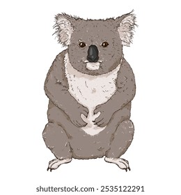 Ilustração de vetor de desenhos animados de corpo inteiro de Koala. Imagem do coala frontal