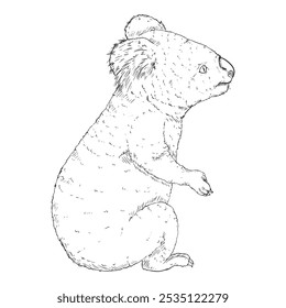 Koala corpo inteiro Desenho vetor ilustração. Imagem do coala da vista lateral