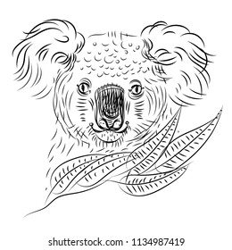 Koala hand drawn vector illustration. Realistic sketch black line drawing.