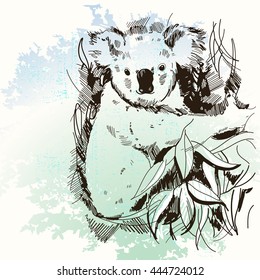 Koala Hand Drawn Vector Illustration Realistic Sketch on Watercolor background. The Koala is the official fauna emblem of Queensland, Australia.