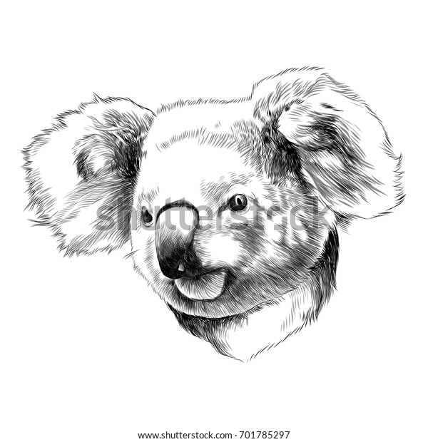 Koala Head Drawing Sketch Vector Graphics Stock Vector (Royalty Free ...