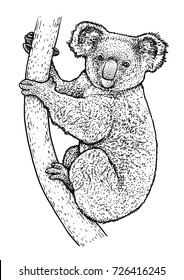 Koala illustration, drawing, engraving, ink, line art, vector