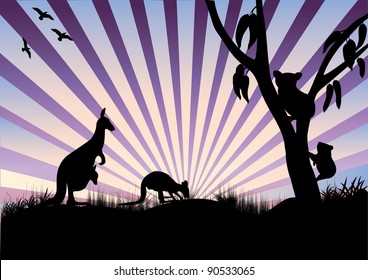 koala and kangaroo's in the evening feeding